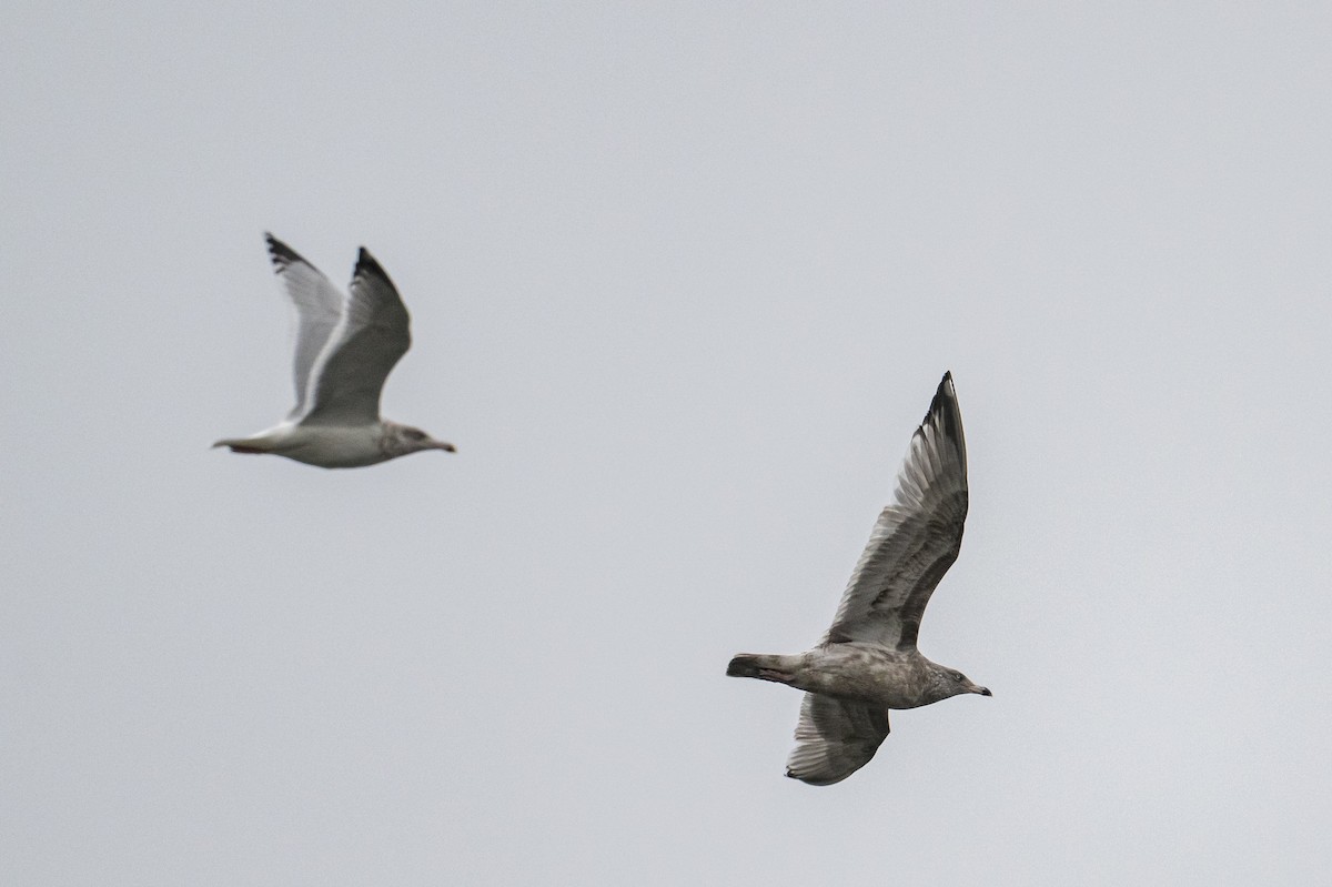 Американская чайка - ML646185709