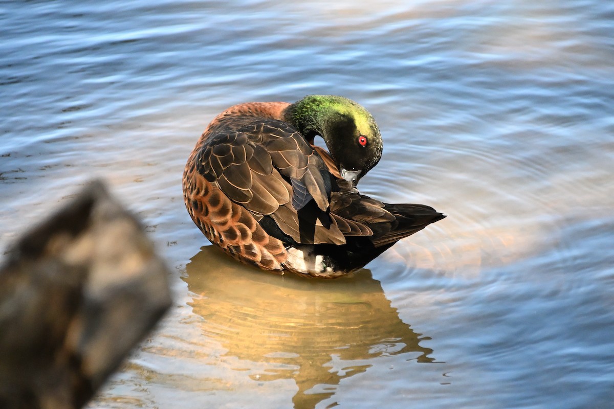 Каштановый чирок - ML646185712