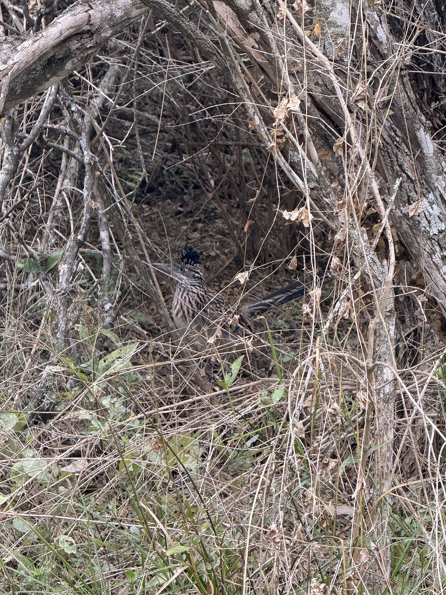 Калифорнийская кукушка-подорожник - ML646185713