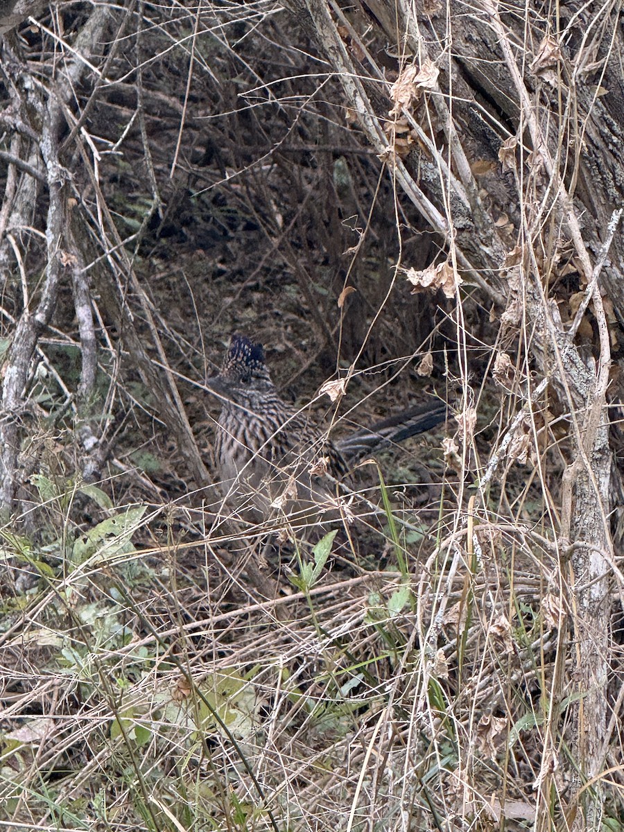 Калифорнийская кукушка-подорожник - ML646185714