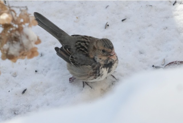 Harris's Sparrow - ML646185715