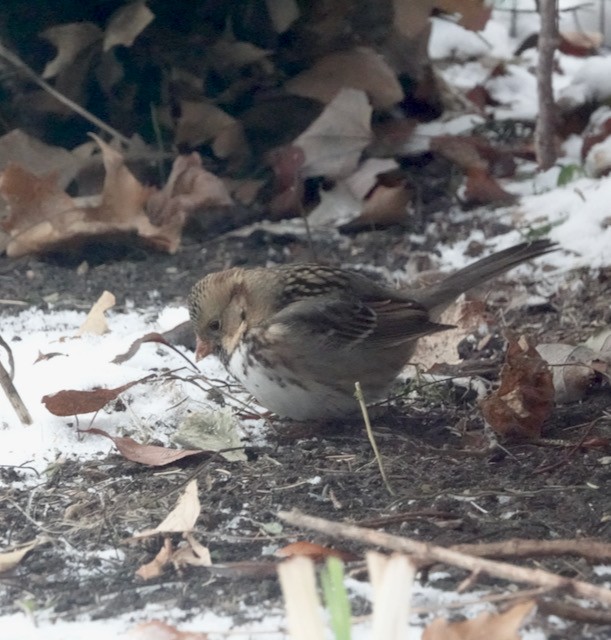 Harris's Sparrow - ML646185716