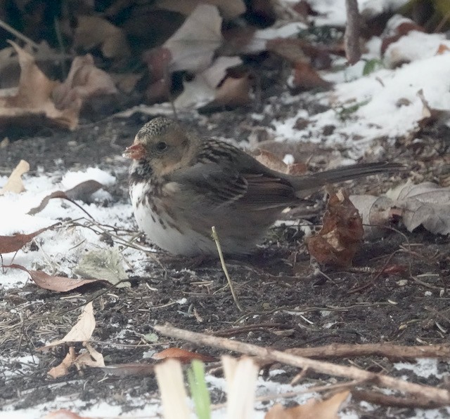 Harris's Sparrow - ML646185717