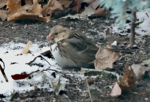 Harris's Sparrow - ML646185718