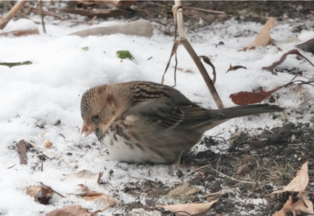 Harris's Sparrow - ML646185719