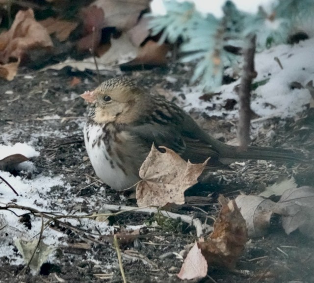 Harris's Sparrow - ML646185720