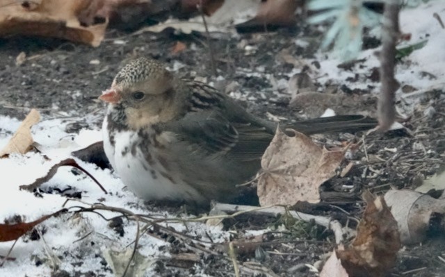 Harris's Sparrow - ML646185721