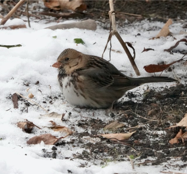 Harris's Sparrow - ML646185722
