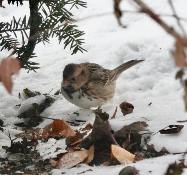 Harris's Sparrow - ML646185723