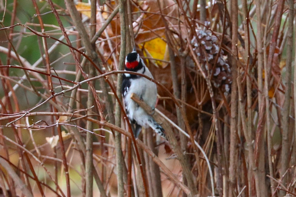 Пушистый дятел - ML646185728