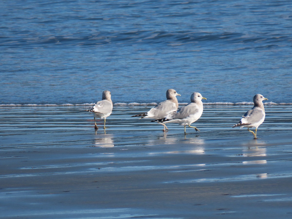 Short-billed Gull - ML646185729