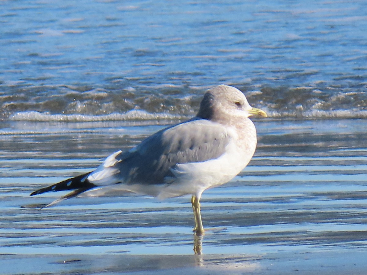 Short-billed Gull - ML646185730
