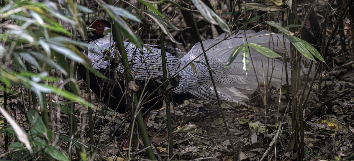 Серебряный фазан - ML646185731