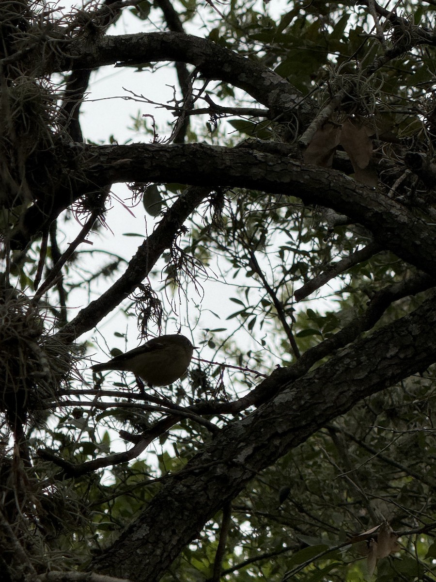 Рубиноголовый королёк - ML646185738