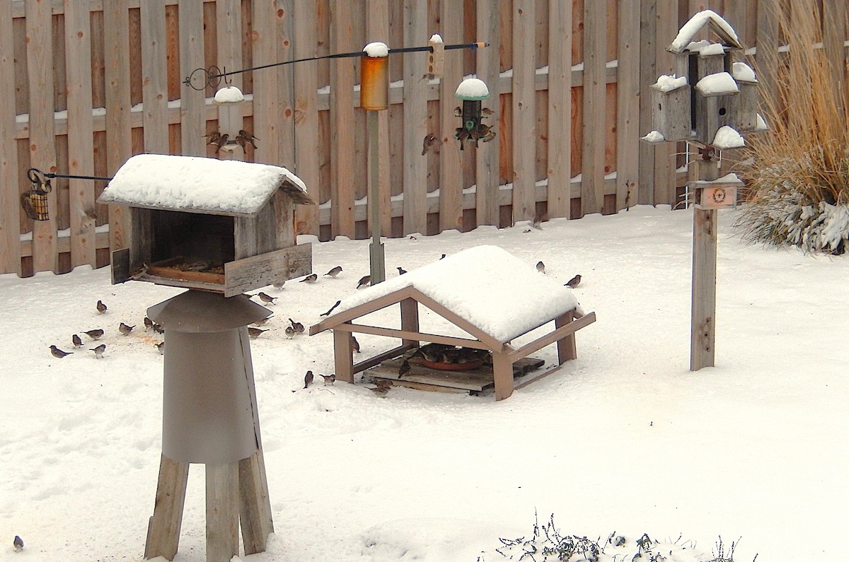 Серый юнко - ML646185740