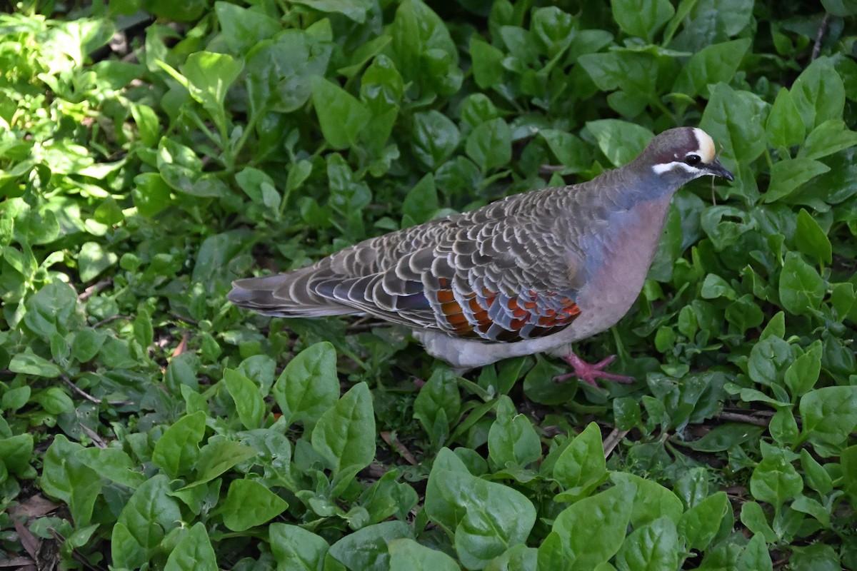 Австралийский бронзовокрыл - ML646185741