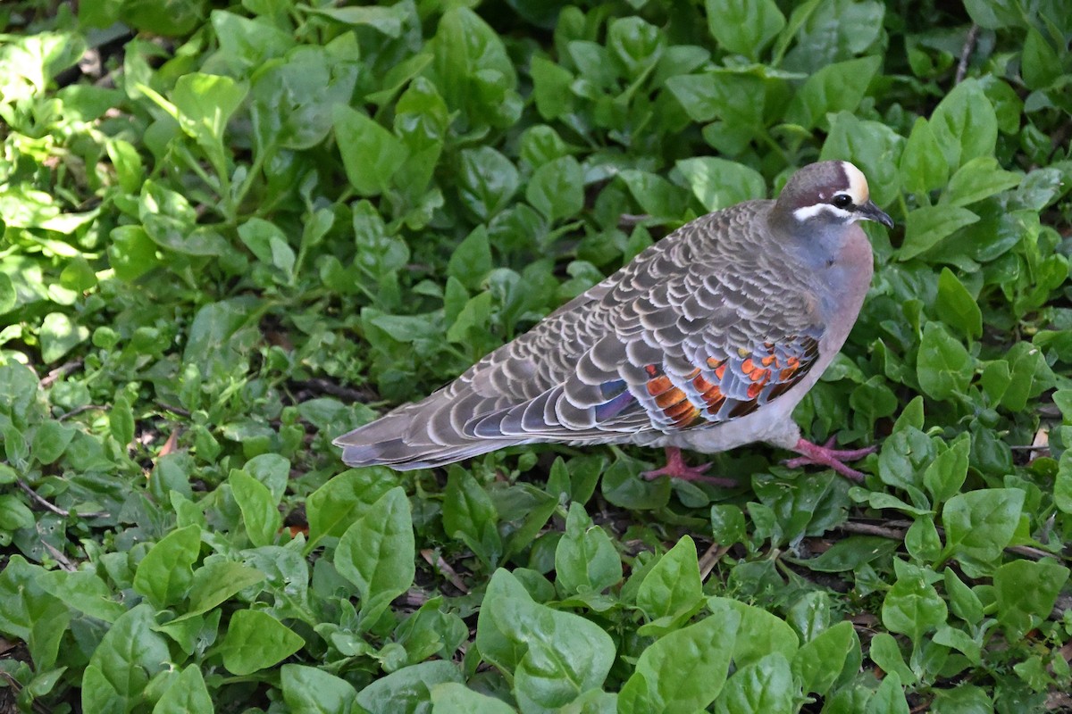 Австралийский бронзовокрыл - ML646185742