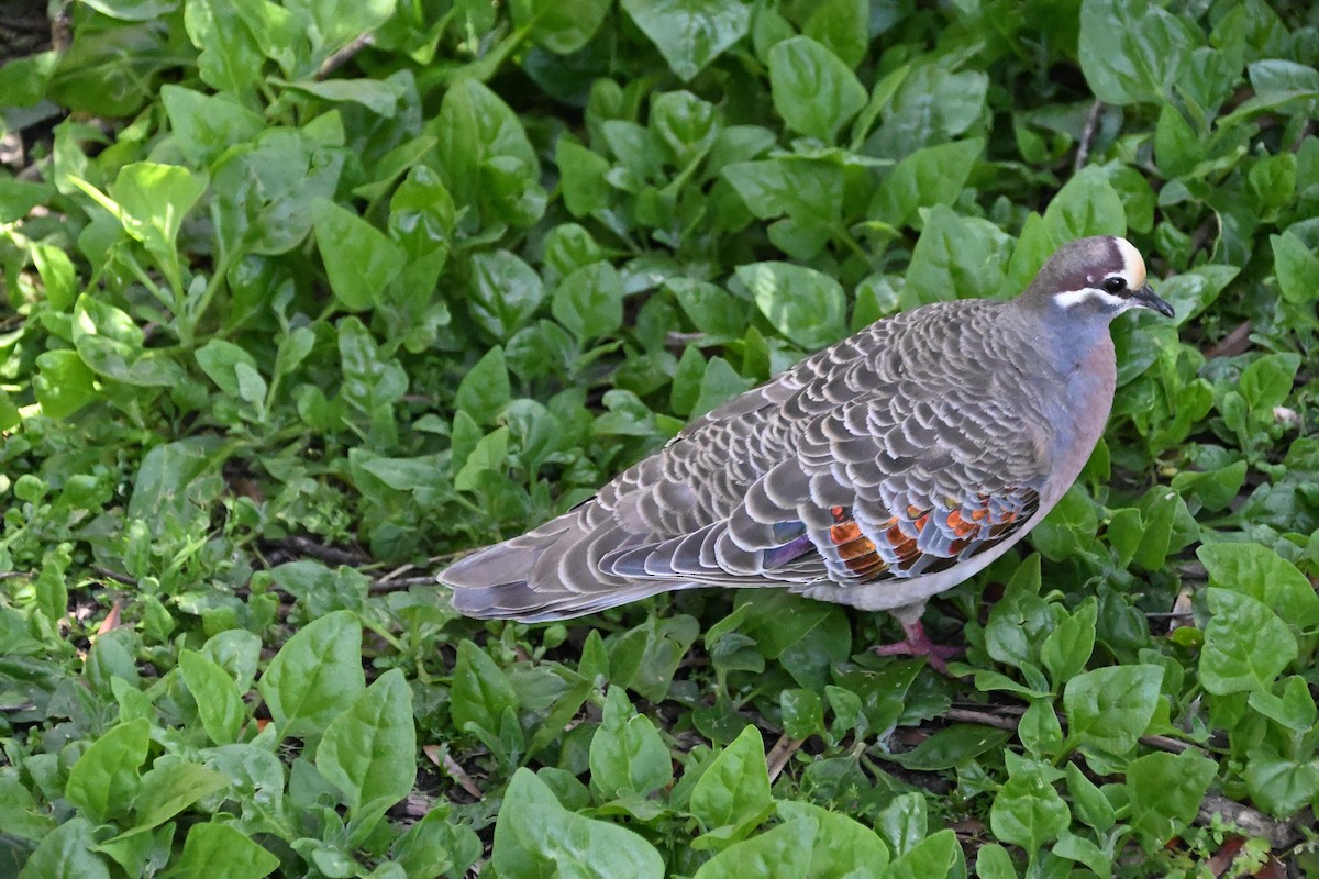 Австралийский бронзовокрыл - ML646185743