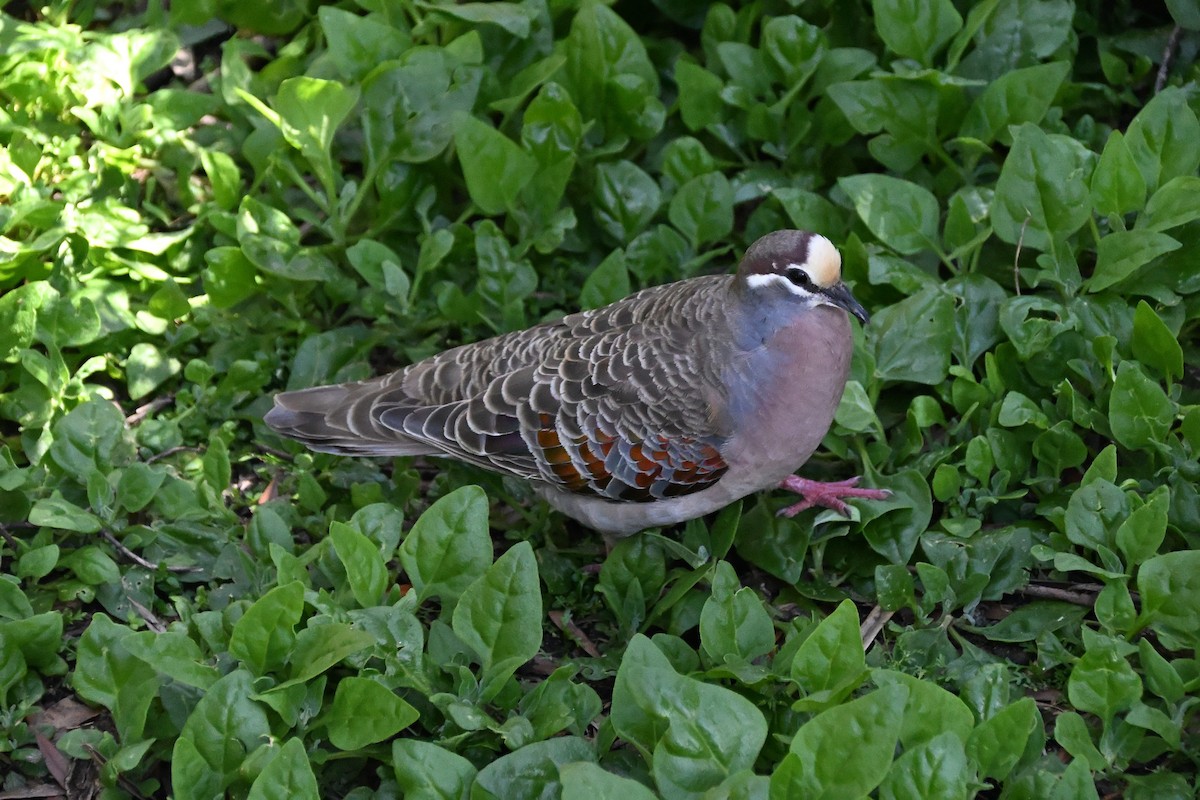 Австралийский бронзовокрыл - ML646185744