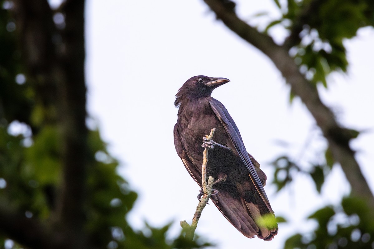 American Crow - ML646185745