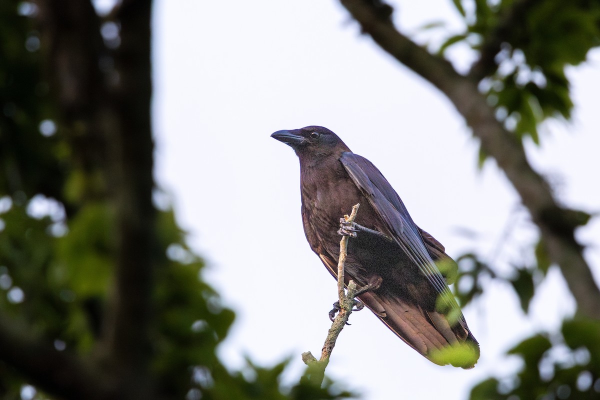 American Crow - ML646185746