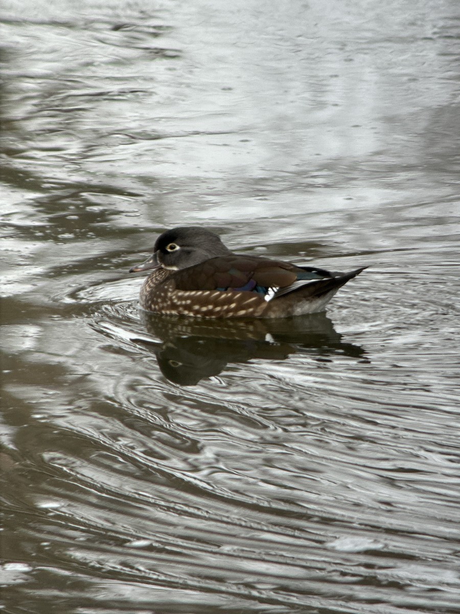 Wood Duck - ML646185747