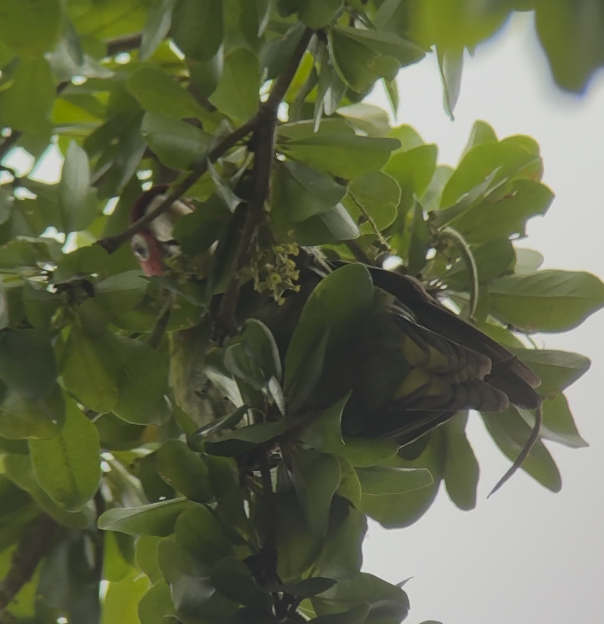 Краснолицая аратинга - ML646185748