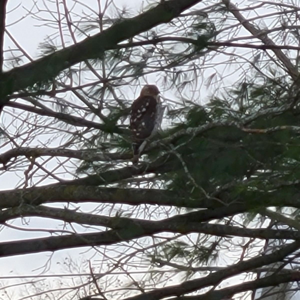 Cooper's Hawk - ML646185750