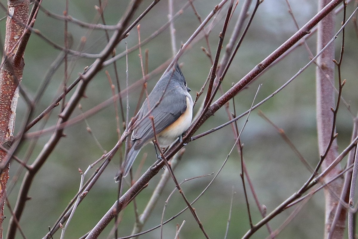 gråduskmeis - ML646185751