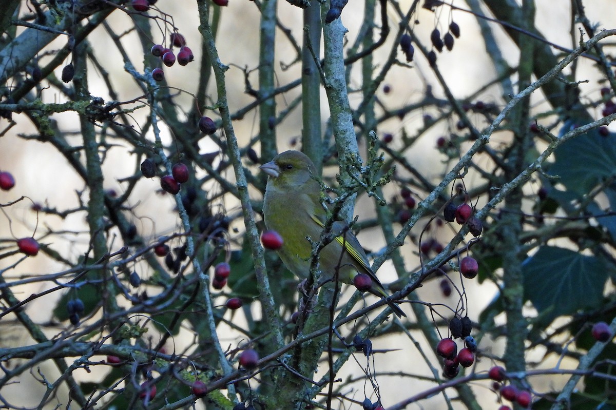 European Greenfinch - ML646185752