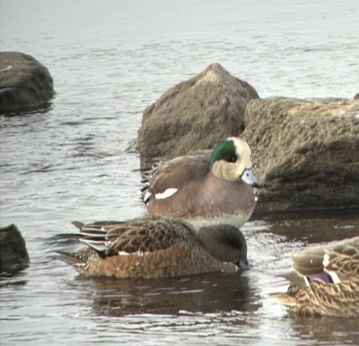 American Wigeon - ML646185753