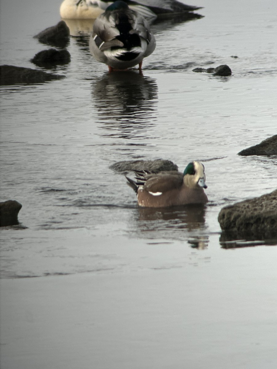 American Wigeon - ML646185754