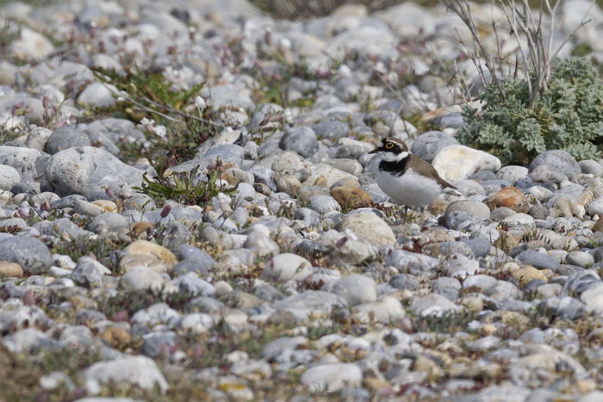 Little Ringed Plover - ML646185755