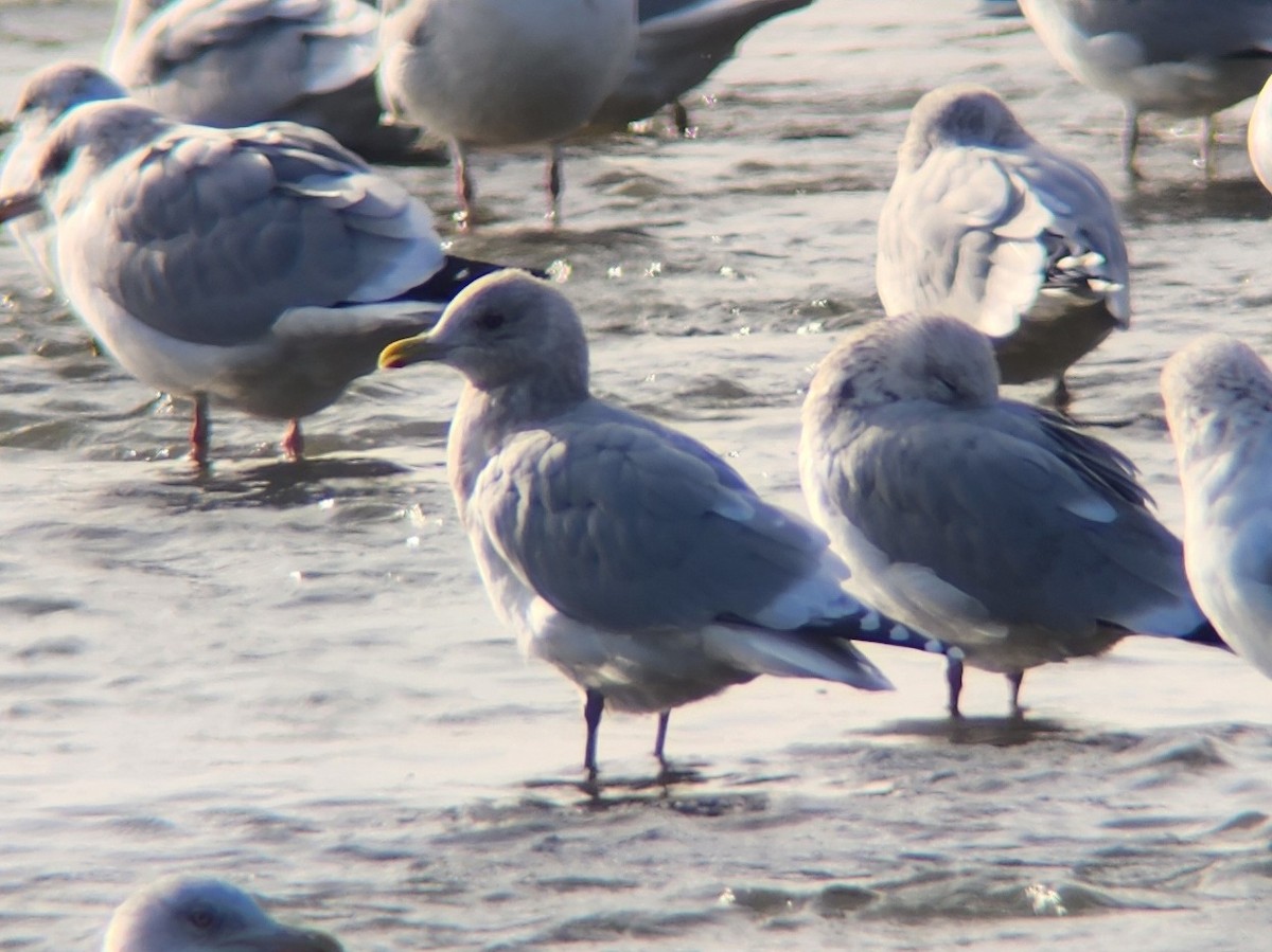 Iceland Gull (Thayer's) - ML646185756