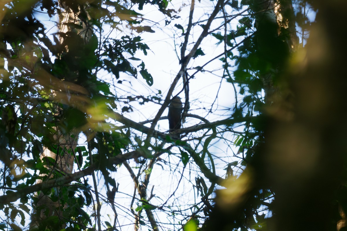 ズアカキヌバネドリ - ML646185759