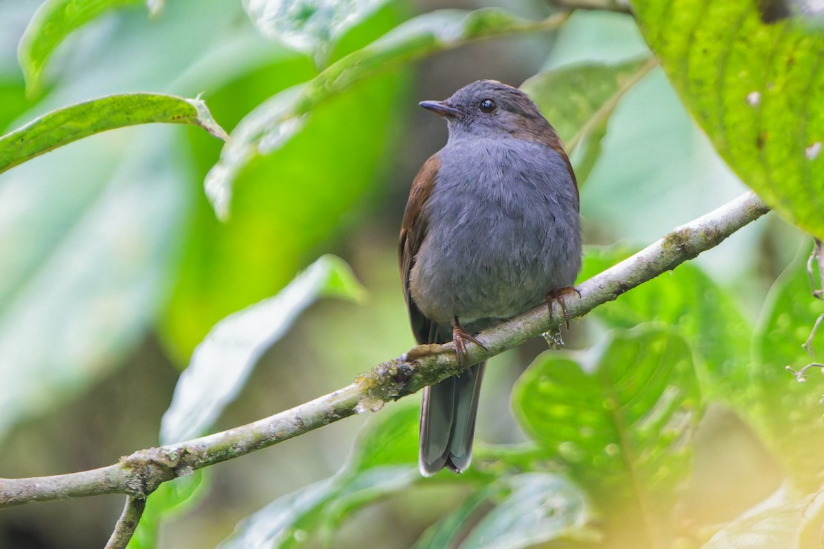 Andean Solitaire - ML646185760