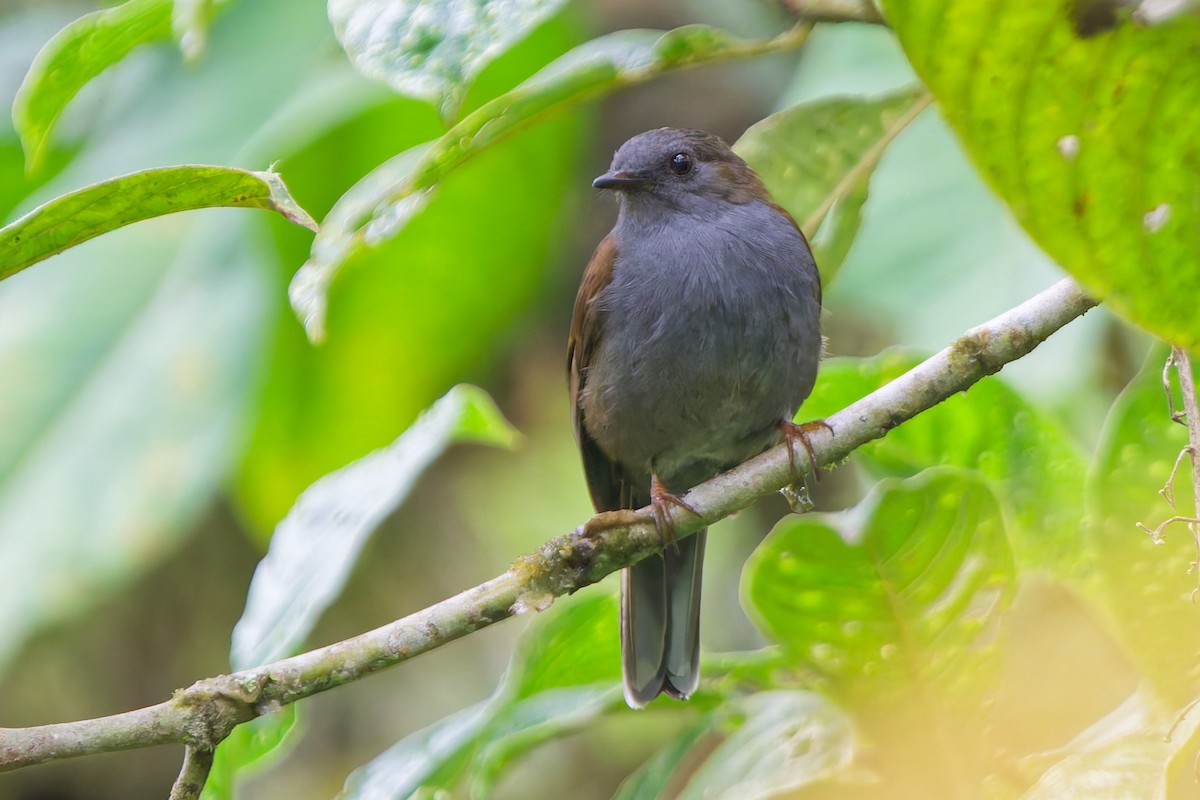 Andean Solitaire - ML646185761