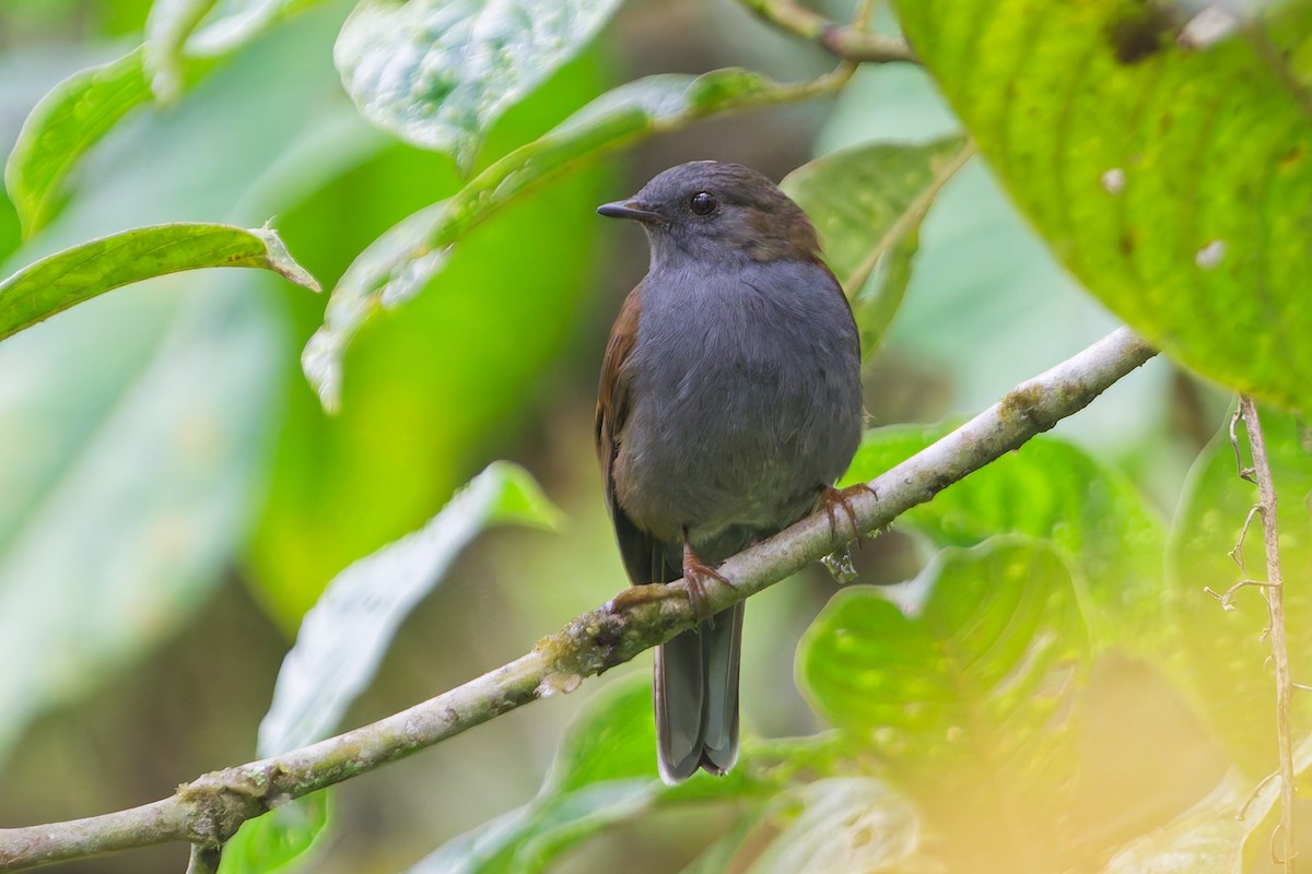 Andean Solitaire - ML646185762