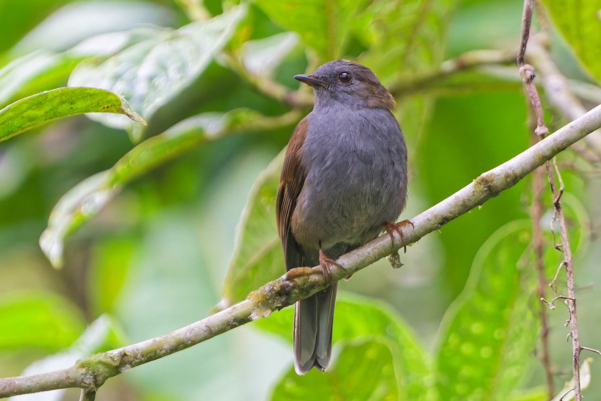 Andean Solitaire - ML646185763