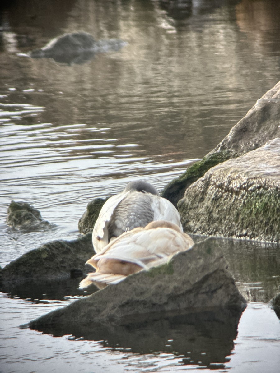 Mallard - ML646185764