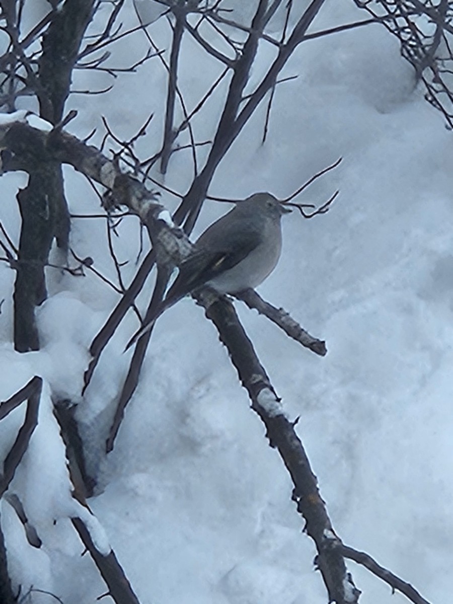 Townsend's Solitaire - ML646185765