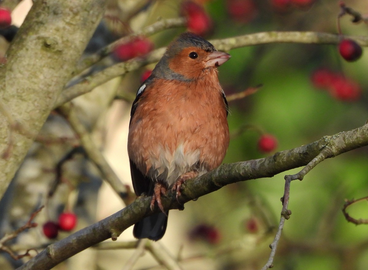 Common Chaffinch - ML646185766
