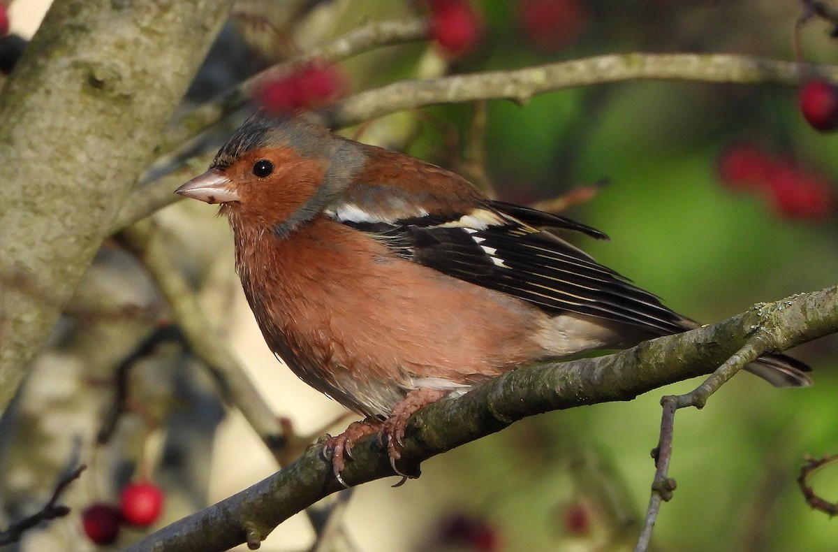 Common Chaffinch - ML646185767
