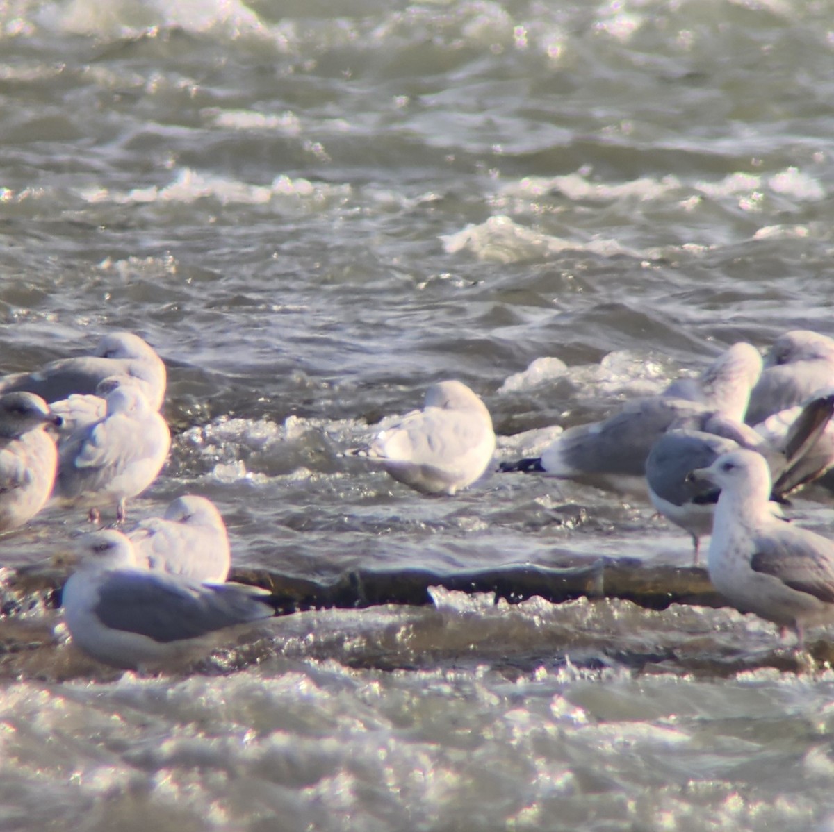 Iceland Gull (kumlieni) - ML646185768