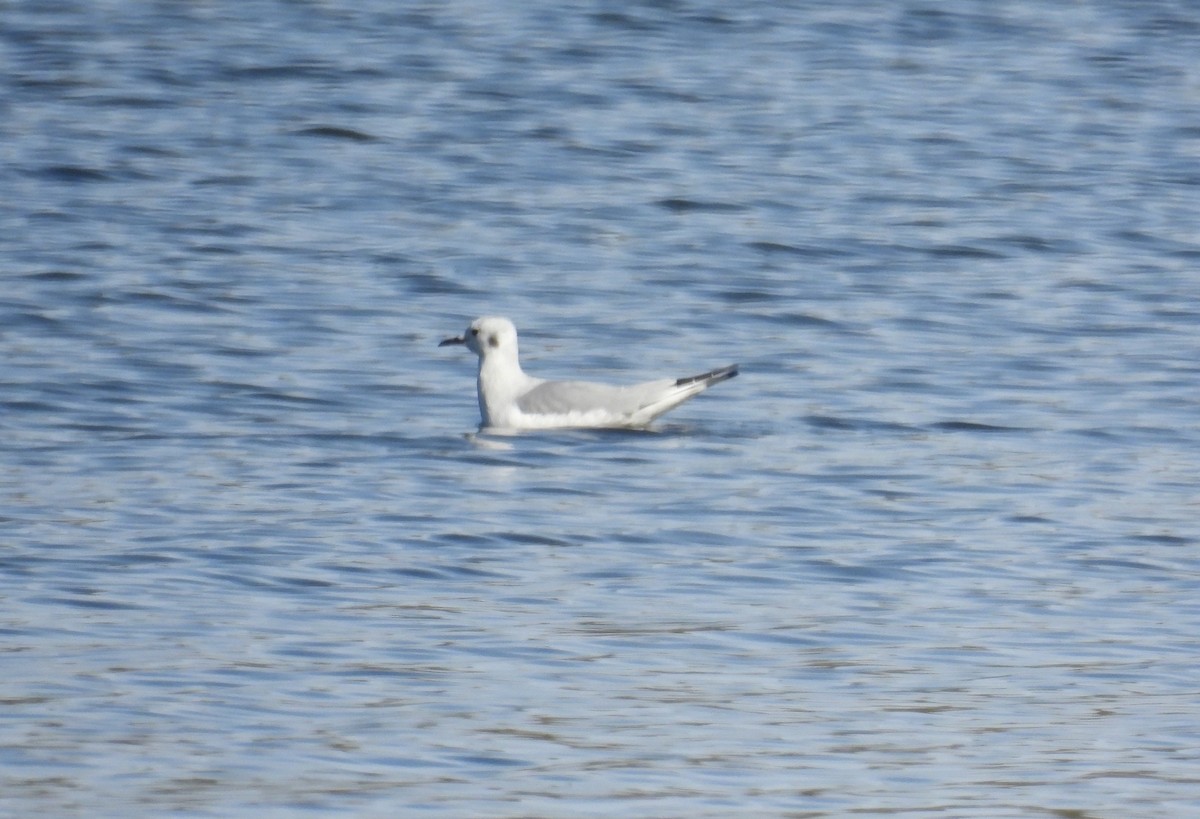 Bonaparte's Gull - ML646185770