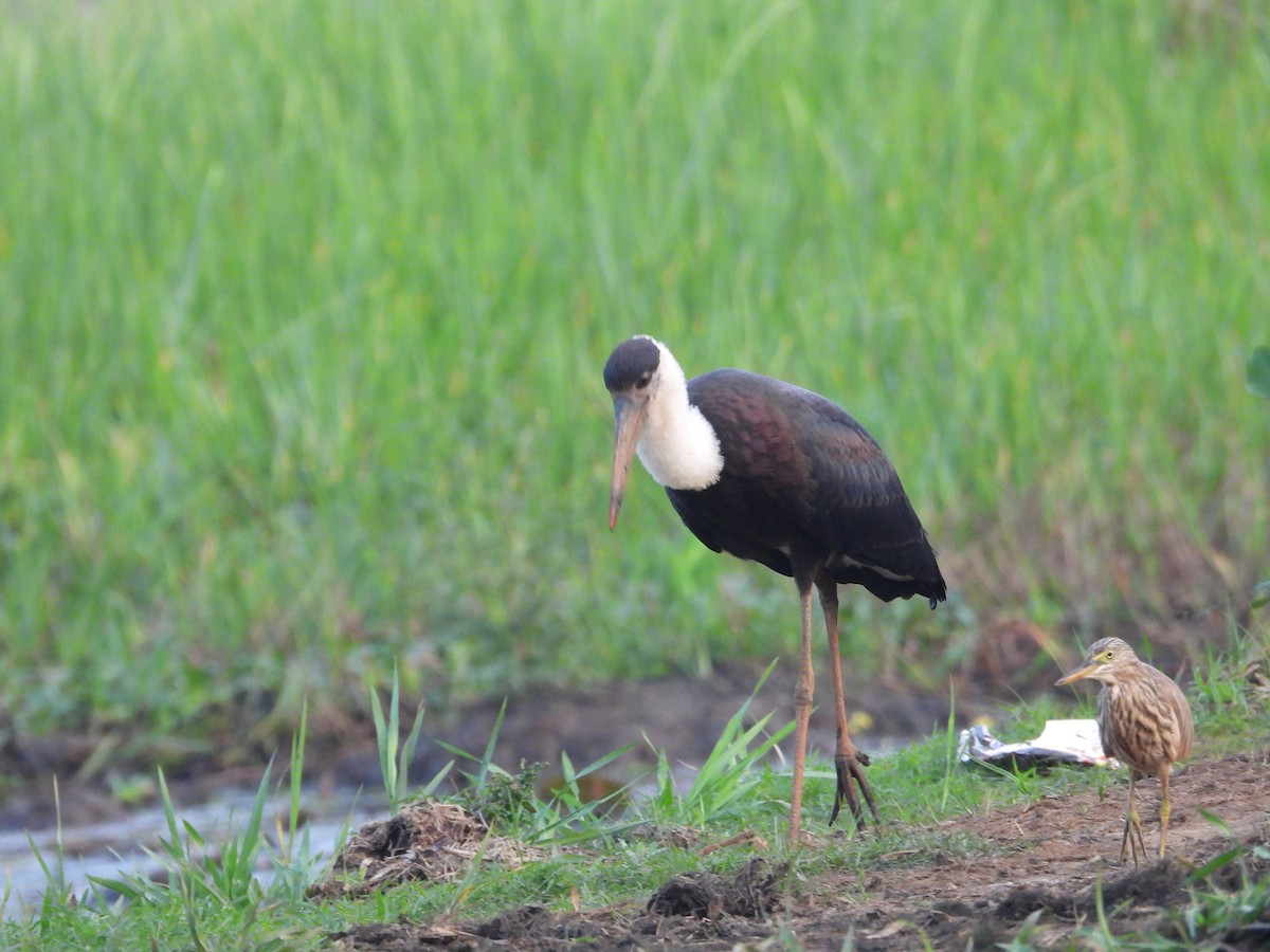 Hint Alaca Balıkçılı - ML646185771