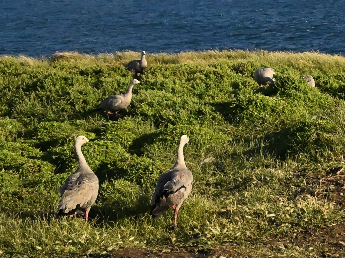 Cape Barren Goose - ML646185774