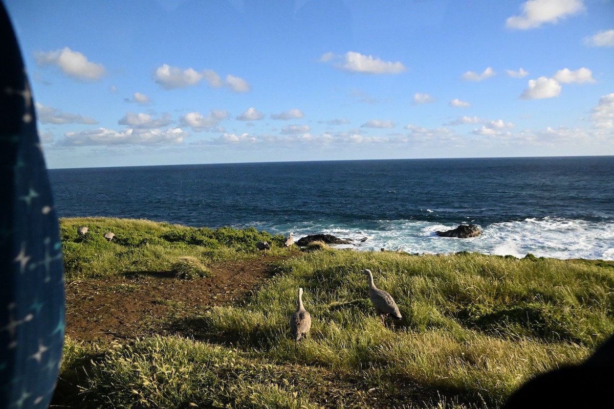 Cape Barren Goose - ML646185776