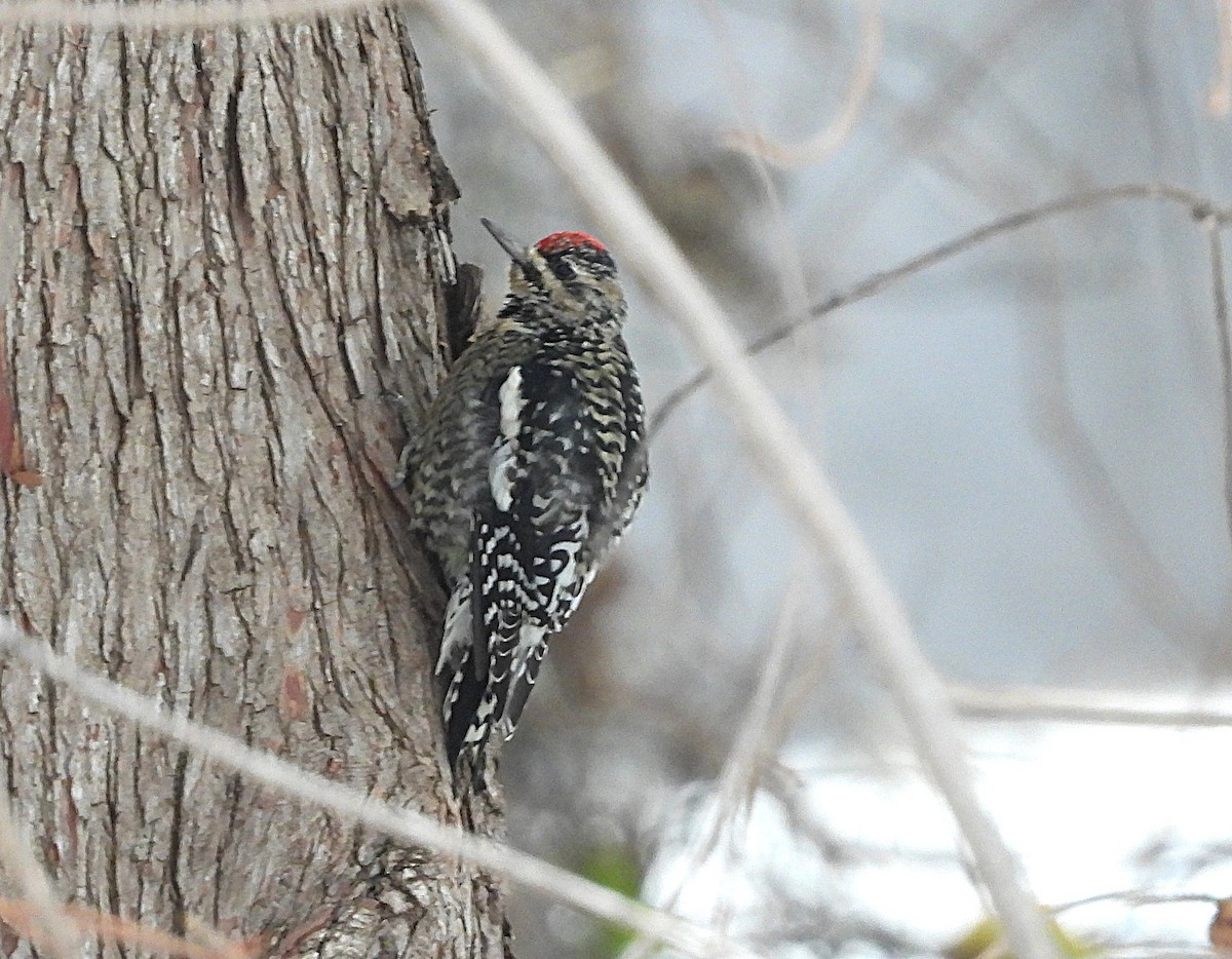 Yellow-bellied Sapsucker - ML646185779