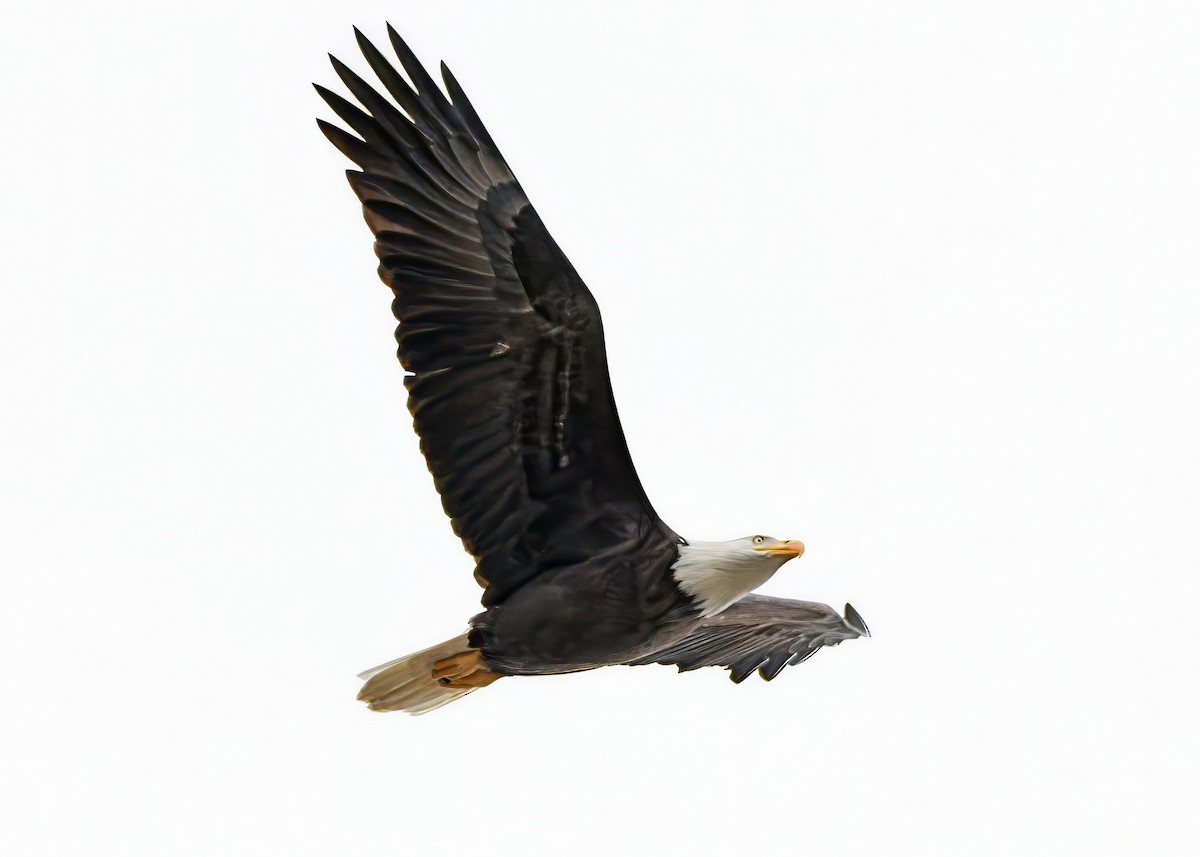 Bald Eagle - ML646185782